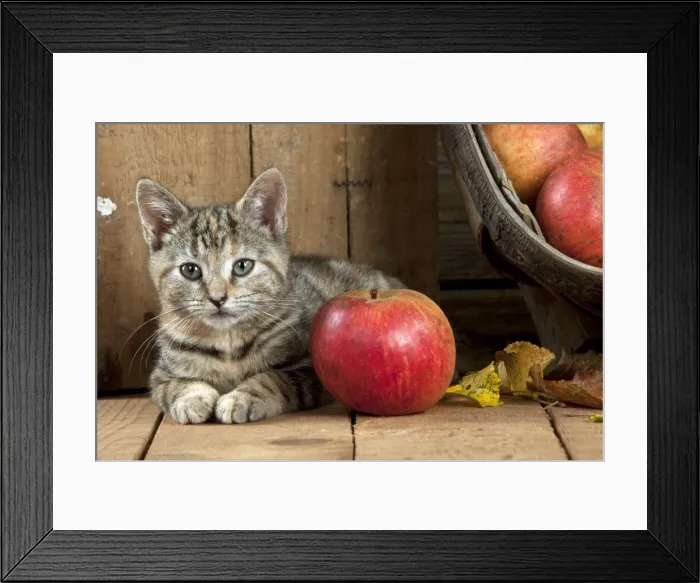Framed Print : CAT - Kitten laying next to an apple Framed Print : CAT - Kitten laying next to an apple
