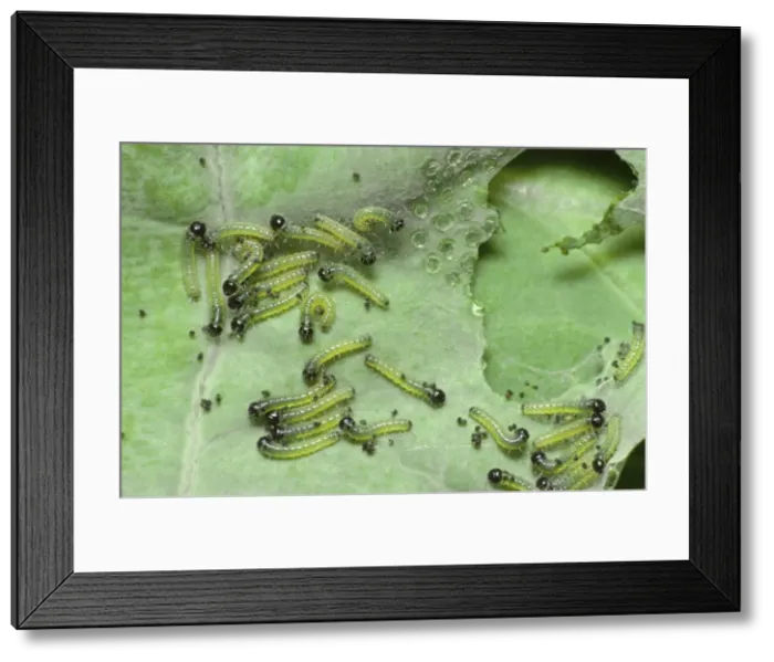 Framed Print : Large White Butterfly - young Caterpillars Framed Print : Large White Butterfly - young Caterpillars