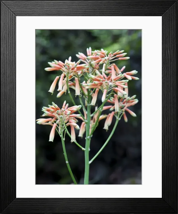 Framed Print : Coral Aloe - Tenerife - February Framed Print : Coral Aloe - Tenerife - February
