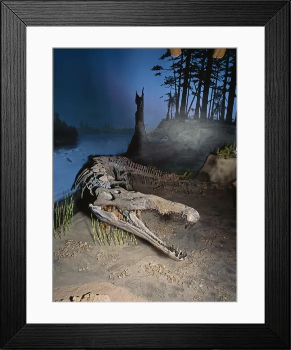 Framed Print : Fossil - Phytosaur (parasuchian) Late Triassic Arizona / New Mexico, Habitat setting Framed Print : Fossil - Phytosaur (parasuchian) Late Triassic Arizona / New Mexico, Habitat setting