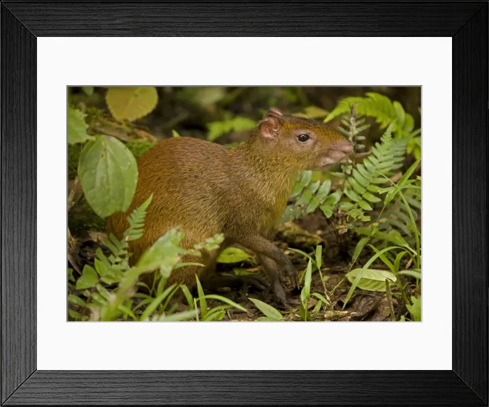 Framed Print : Central American Agouti - Rodent - Tropical Rainforest - Costa Rica Framed Print : Central American Agouti - Rodent - Tropical Rainforest - Costa Rica