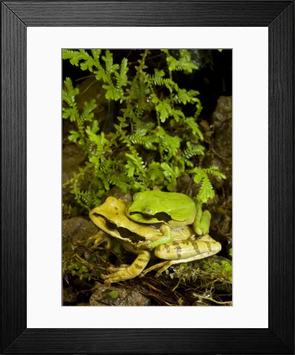 Framed Print : Masked Tree Frog / Treefrog - pair in amplexus - Tropical Rainforest - Costa Rica Framed Print : Masked Tree Frog / Treefrog - pair in amplexus - Tropical Rainforest - Costa Rica