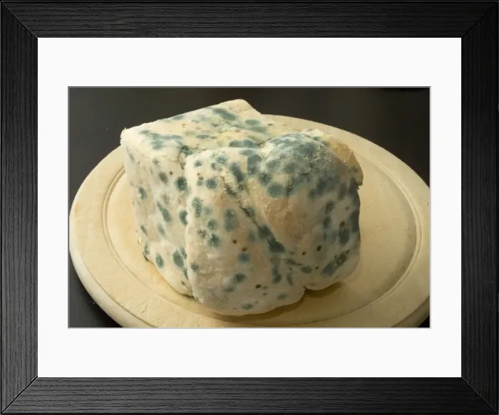 Framed Print : Bread - mould growing on stale white bread Framed Print : Bread - mould growing on stale white bread