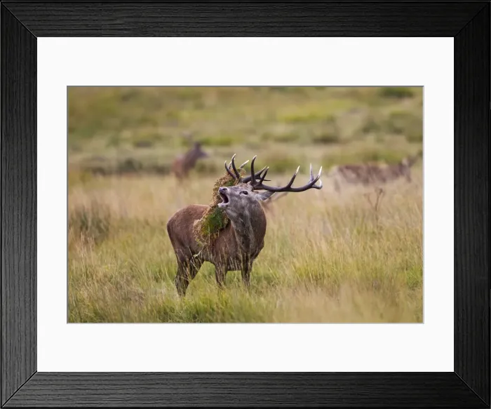 Framed Print : Red Deer - Stag roaring with bracken on antlers - Richmond Park UK 14961 Framed Print : Red Deer - Stag roaring with bracken on antlers - Richmond Park UK 14961