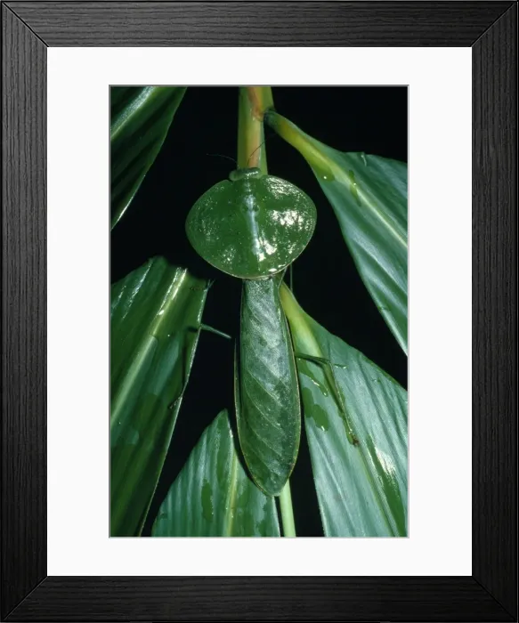 Framed Print : Leaf Mantis - Costa Rica Framed Print : Leaf Mantis - Costa Rica