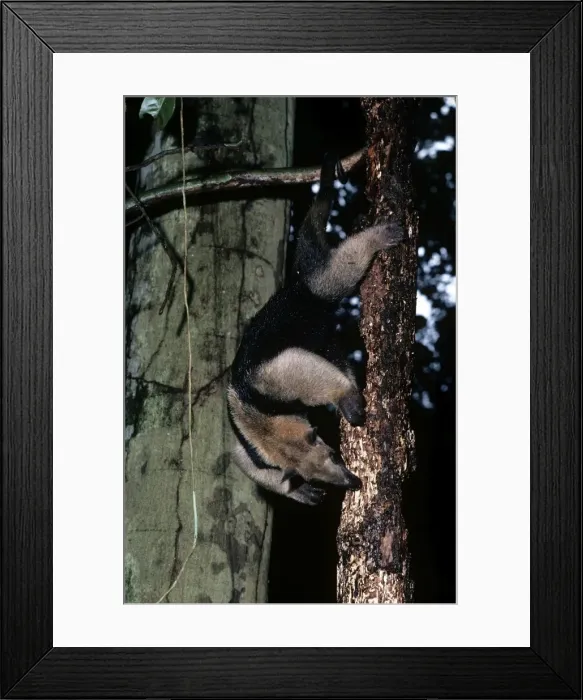 Framed Print : Tamandua Anteater
