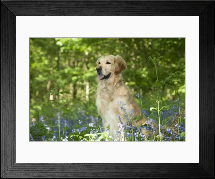 Framed Print : DOG - Golden retriever sitting in bluebells Framed Print : DOG - Golden retriever sitting in bluebells