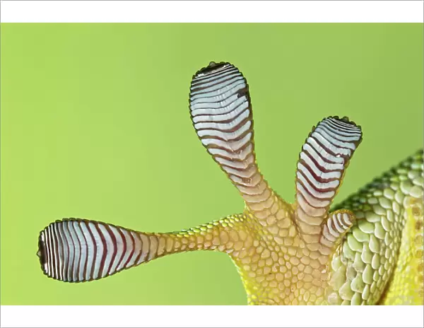 Giant Day Gecko - foot magnified to show suction pads - controlled conditions 12966