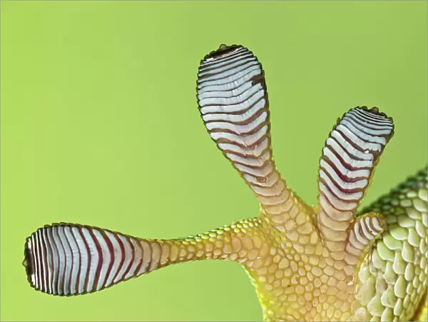 Giant Day Gecko - foot magnified to show suction pads - controlled conditions 12966