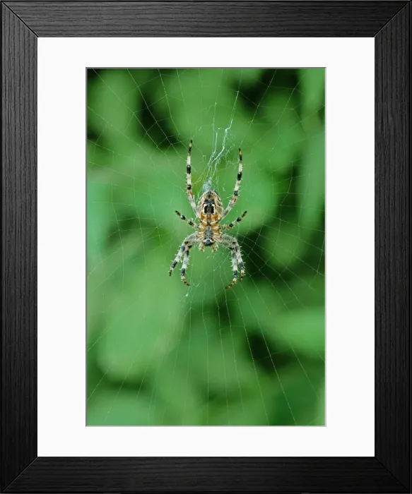 Framed Print : Garden Orb Web / Garden Cross Spider - UK Framed Print : Garden Orb Web / Garden Cross Spider - UK
