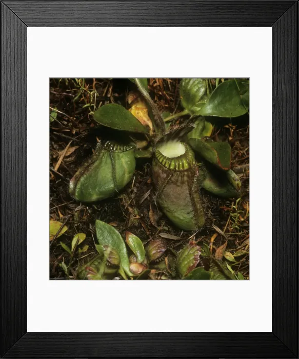 Framed Print : Albany Pitcher Plant Framed Print : Albany Pitcher Plant