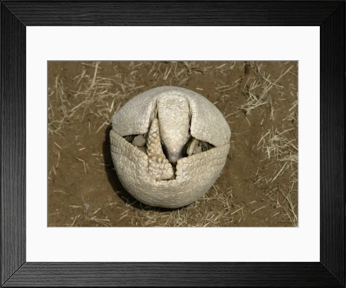 Framed Print : Three-Banded Armadillo FG 12428 Beginning to unfold from curled-up protective position Range: Argentina, Paraguay, parts of Brazil Tolypeutes matacus © Francois Gohier / ardea. com Framed Print : Three-Banded Armadillo FG 12428 Beginning to unfold from curled-up protective position Range: Argentina, Paraguay, parts of Brazil Tolypeutes matacus © Francois Gohier / ardea. com