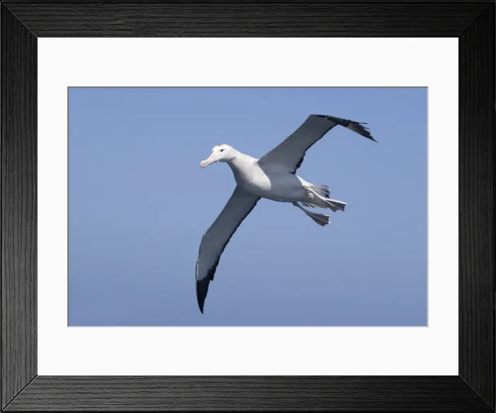 Framed Print : Gibson's Albatross - in flight - offshore from Kaikoura, South Island, New Zealand. Some authorities consider Gibson's Albatross to be a subspecies of the Wandering Albatross so Diomedea exulans gibsoni Framed Print : Gibson's Albatross - in flight - offshore from Kaikoura, South Island, New Zealand. Some authorities consider Gibson's Albatross to be a subspecies of the Wandering Albatross so Diomedea exulans gibsoni
