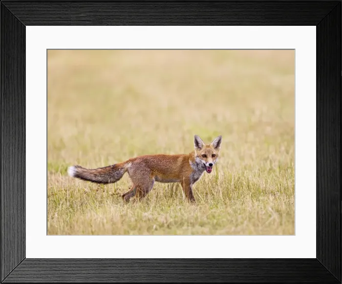 Framed Print : Red Fox - in meadow - controlled conditions 14738
