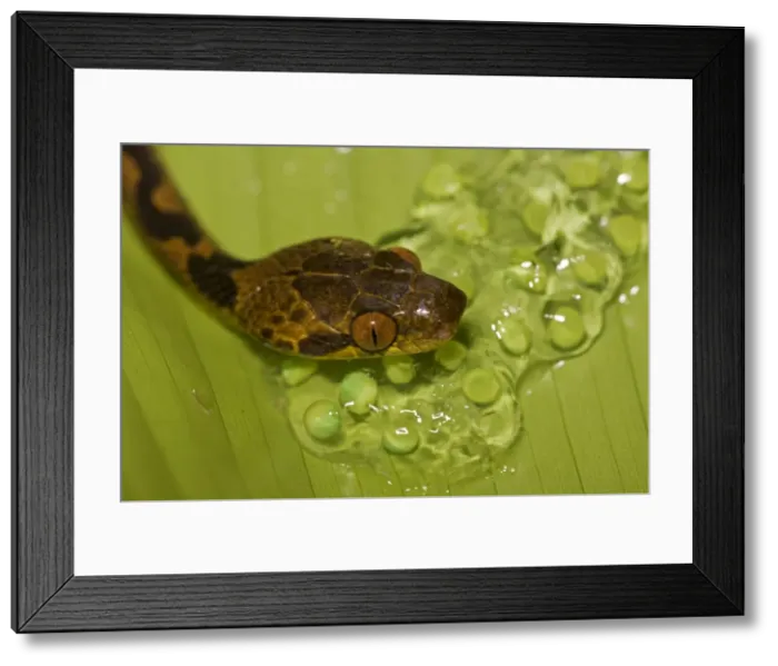 Framed Print : Northern Cat-eyed Snake - eating frog eggs - Costa Rica - found from southern Texas to Peru Framed Print : Northern Cat-eyed Snake - eating frog eggs - Costa Rica - found from southern Texas to Peru