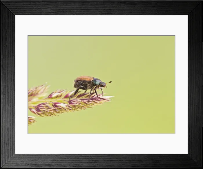 Framed Print : Garden Chafer - on grass - Bedfordshire UK 13014 Framed Print : Garden Chafer - on grass - Bedfordshire UK 13014