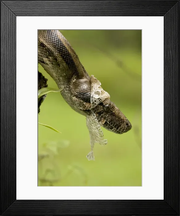 Framed Print : Boa Constictor- Costa Rica- Tropical rainforest - Guanacaste National Park - shedding skin Framed Print : Boa Constictor- Costa Rica- Tropical rainforest - Guanacaste National Park - shedding skin
