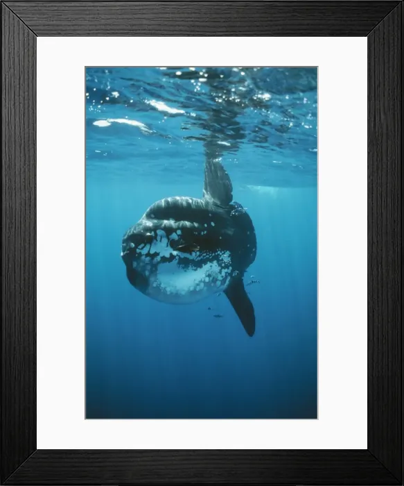 Framed Print : Ocean Sunfish DSE 34 Mola mola © Douglas David Seifert / ardea. com Framed Print : Ocean Sunfish DSE 34 Mola mola © Douglas David Seifert / ardea. com