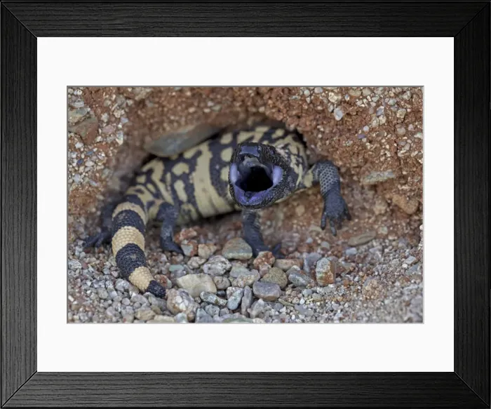 Framed Print : Gila Monster - defensive reaction - Sonoran desert - Arizona - USA Framed Print : Gila Monster - defensive reaction - Sonoran desert - Arizona - USA