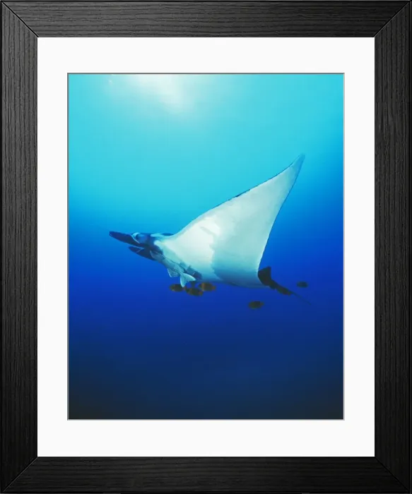 Framed Print : Pacific Manta Ray AU 44 BS Attached to ray: Remoras (Echeneidae) “cleaner fish”, swiming along Orange Clarion Angelfish (Holacanthus clarionensis) Manta birostris © Becca Saunders / ardea. com Framed Print : Pacific Manta Ray AU 44 BS Attached to ray: Remoras (Echeneidae) “cleaner fish”, swiming along Orange Clarion Angelfish (Holacanthus clarionensis) Manta birostris © Becca Saunders / ardea. com