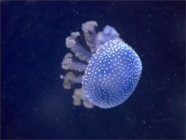 Australian Spotted  /  White-Spotted Jellyfish IN000667
