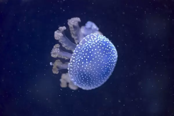 Australian Spotted  /  White-Spotted Jellyfish IN000667