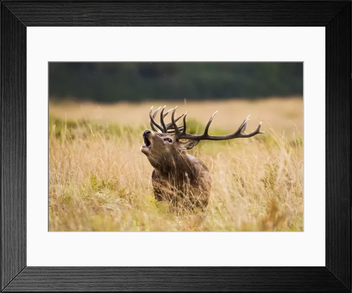Framed Print : Red Deer - Stag roaring - Richmond Park UK 14957 Framed Print : Red Deer - Stag roaring - Richmond Park UK 14957