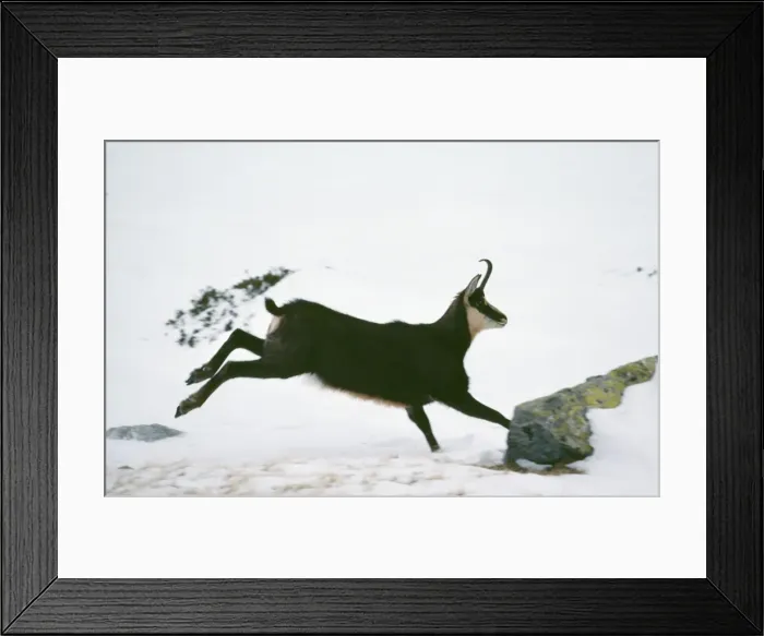 Framed Print : Chamois ED 687 Female running, Mercantour National Park, France. Rupicapra rupicapra © Eric Dragesco / ARDEA LONDON Framed Print : Chamois ED 687 Female running, Mercantour National Park, France. Rupicapra rupicapra © Eric Dragesco / ARDEA LONDON