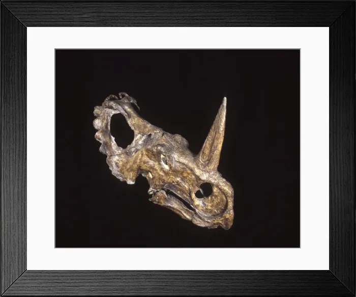Framed Print : Dinosaurs - Ceratopsians Cretaceous, Alberta, Canada Framed Print : Dinosaurs - Ceratopsians Cretaceous, Alberta, Canada