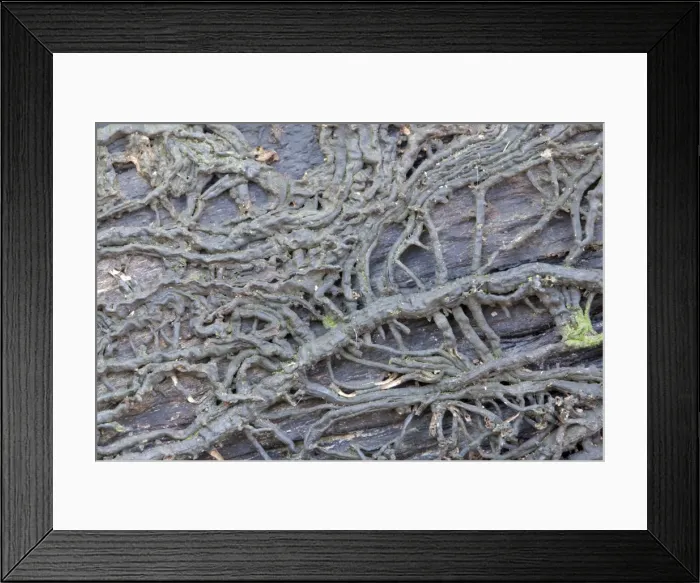 Framed Print : Bootlaces of Honey Fungus Framed Print : Bootlaces of Honey Fungus