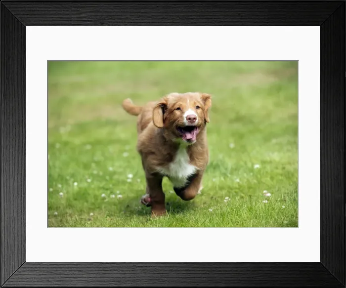 Framed Print : DOG - Nova scotia duck tolling retriever 12 week old puppy running Framed Print : DOG - Nova scotia duck tolling retriever 12 week old puppy running