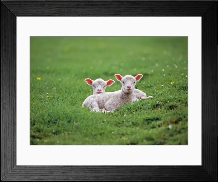Framed Print : Sheep JD 12610E x 2 Lambs © John Daniels / ardea. com Framed Print : Sheep JD 12610E x 2 Lambs © John Daniels / ardea. com