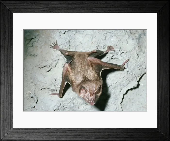 Framed Print : Vampire Bat AW 2879 Trinidad Desmodus rotundus © Adrian Warren / ardea. com Framed Print : Vampire Bat AW 2879 Trinidad Desmodus rotundus © Adrian Warren / ardea. com