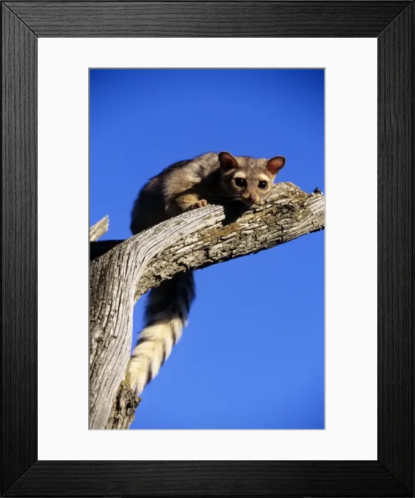 Framed Print : Ringtail - North America Framed Print : Ringtail - North America