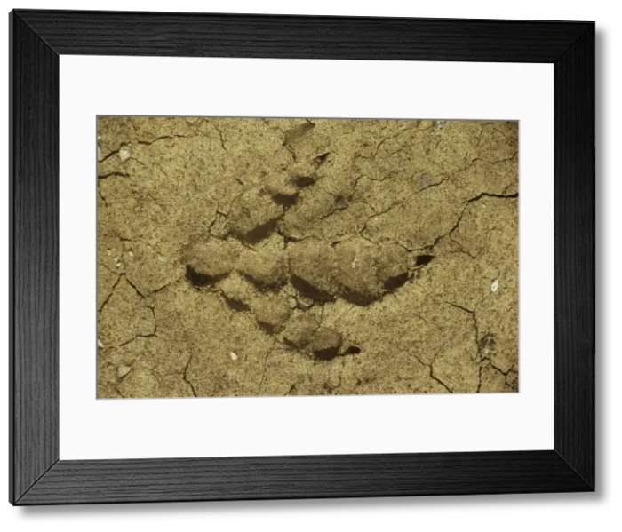 Framed Print : Dinosaur - Hind footprint of Albertosaurus. Reconstruction. Late Cretaceous Framed Print : Dinosaur - Hind footprint of Albertosaurus. Reconstruction. Late Cretaceous