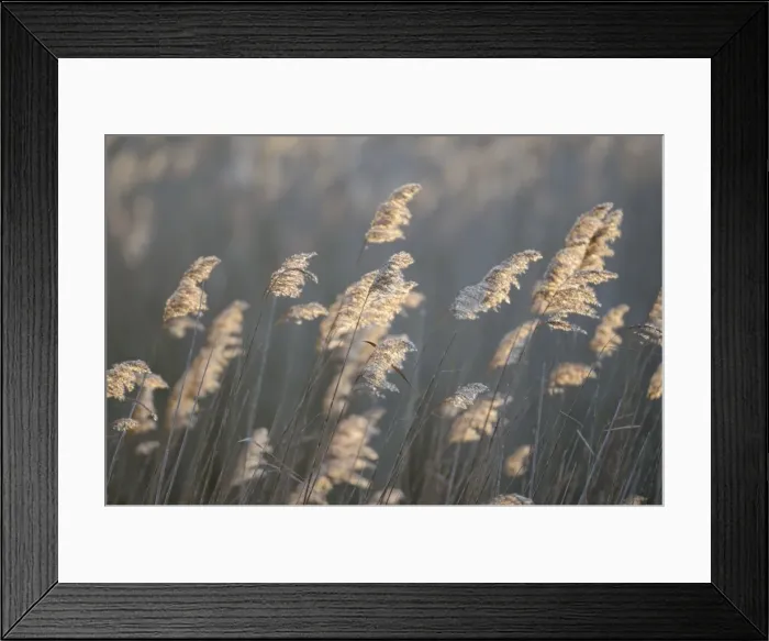 Framed Print : Common Reeds Framed Print : Common Reeds