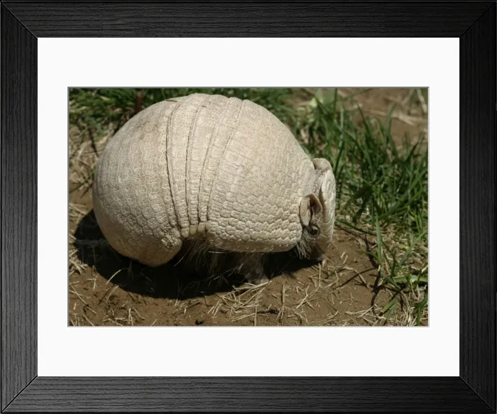 Framed Print : Three-Banded Armadillo FG 12431 Range: Argentina, Paraguay, parts of Brazil Tolypeutes matacus © Francois Gohier / ardea. com Framed Print : Three-Banded Armadillo FG 12431 Range: Argentina, Paraguay, parts of Brazil Tolypeutes matacus © Francois Gohier / ardea. com