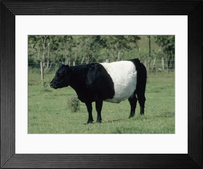 Framed Print : Belted Galloway - UK MA001726 Framed Print : Belted Galloway - UK MA001726