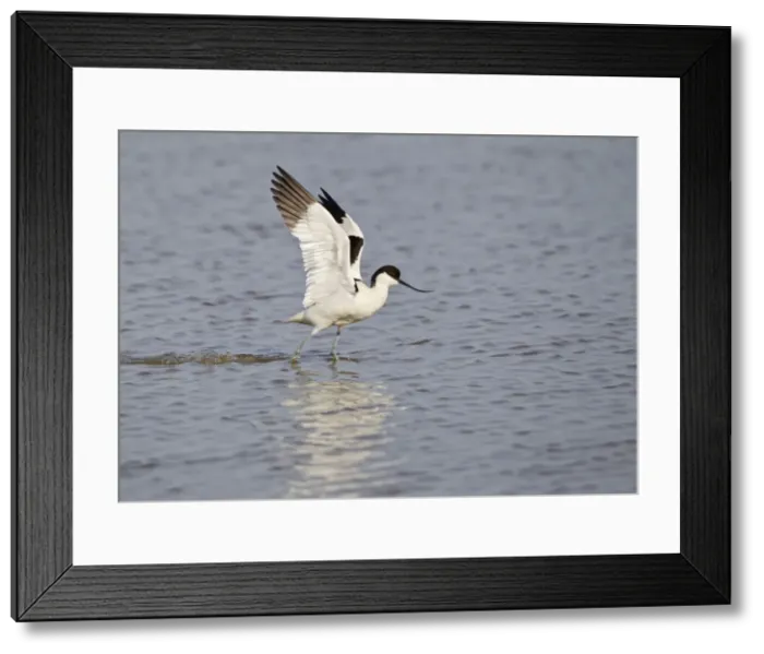 Framed Print : Avocet - landing on water - Cley - Norfolk - UK 12268 Framed Print : Avocet - landing on water - Cley - Norfolk - UK 12268