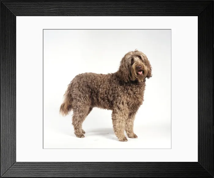 Framed Print : Labradoodle Dog JD 16614 © John Daniels / ardea. com Framed Print : Labradoodle Dog JD 16614 © John Daniels / ardea. com