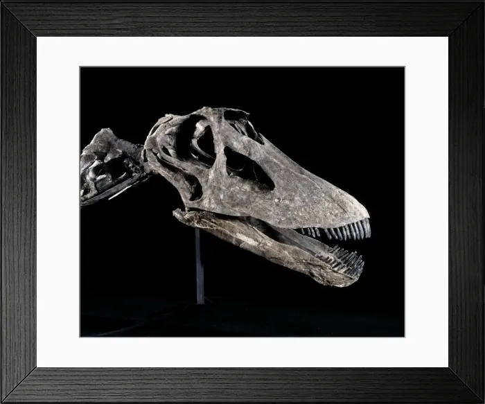 Framed Print : Dinosaur - Diplodocus skull. Morrison Fm, Jurassic Wyoming USA. Specimen Courtesy Western Paleontological Laboratories, OREM, Utah, USA Framed Print : Dinosaur - Diplodocus skull. Morrison Fm, Jurassic Wyoming USA. Specimen Courtesy Western Paleontological Laboratories, OREM, Utah, USA