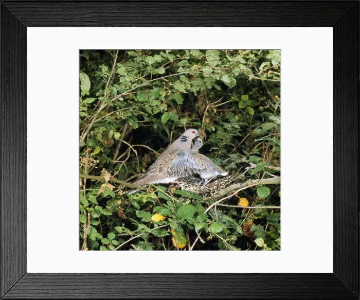 Framed Print : Turtle Dove Framed Print : Turtle Dove