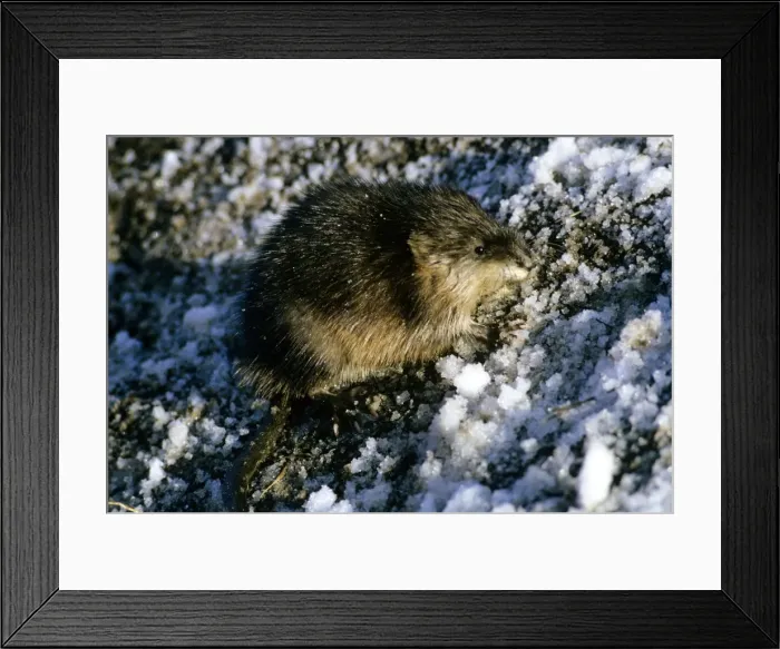 Framed Print : Muskrat. GJ-347. MUSKRAT - IN SNOW. Ondatra zibethicus. Gary Jones. Framed Print : Muskrat. GJ-347. MUSKRAT - IN SNOW. Ondatra zibethicus. Gary Jones.