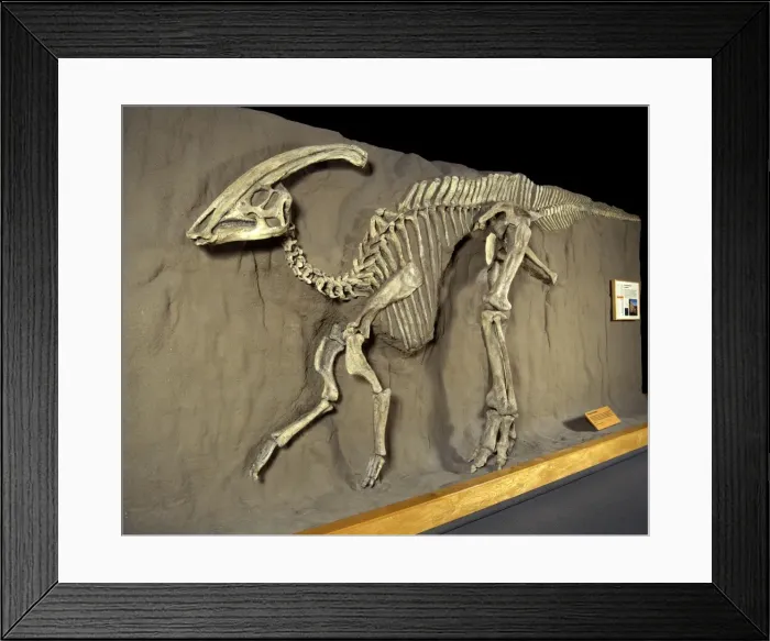 Framed Print : Dinosaurs - Hadrosaurs - Parasaurolophus Late Cretaceous, Alberta, Canada Display at the Royal Tyrrell Museum of Palaeontology, Drumheller, Alberta, Canada CD 791 Framed Print : Dinosaurs - Hadrosaurs - Parasaurolophus Late Cretaceous, Alberta, Canada Display at the Royal Tyrrell Museum of Palaeontology, Drumheller, Alberta, Canada CD 791