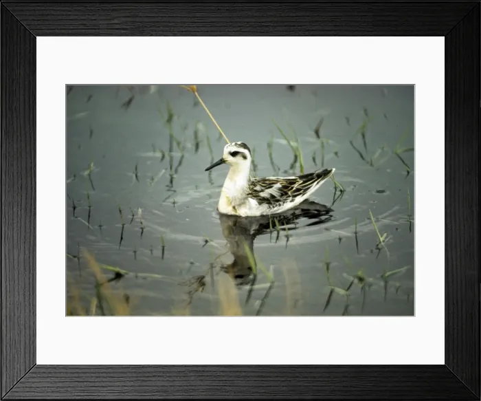 Framed Print : Grey Phalarope - in winter Framed Print : Grey Phalarope - in winter