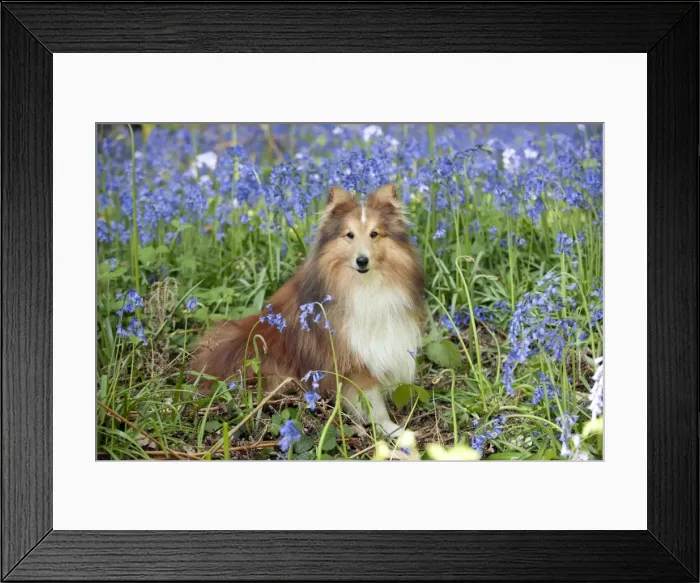 Framed Print : DOG - Shetland sheepdog sitting in bluebells Framed Print : DOG - Shetland sheepdog sitting in bluebells