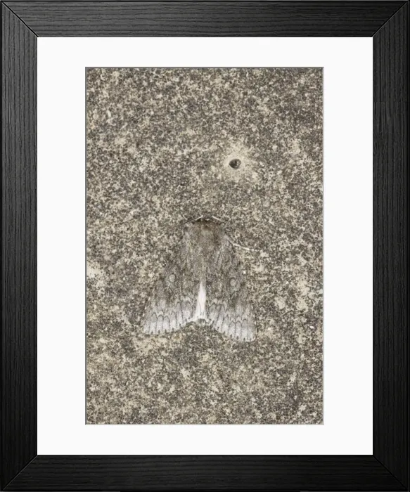 Framed Print : Sycamore Moth - Essex, UK IN000878 Framed Print : Sycamore Moth - Essex, UK IN000878