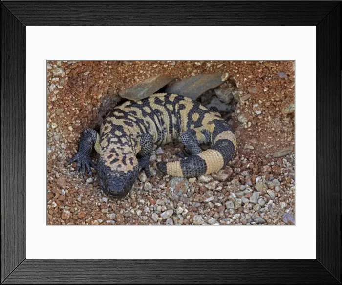 Framed Print : Gila Monster - Sonoran desert - Arizona - USA Framed Print : Gila Monster - Sonoran desert - Arizona - USA