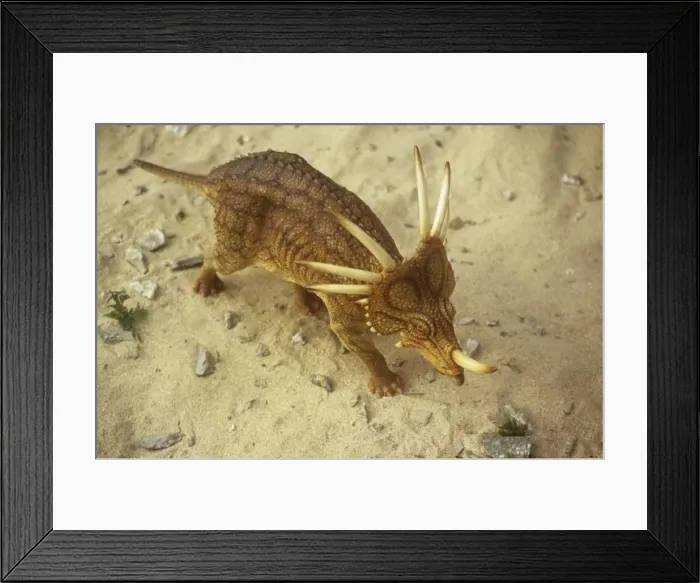 Framed Print : Aerial view of walking Styracosaur. Late Cretaceous Framed Print : Aerial view of walking Styracosaur. Late Cretaceous
