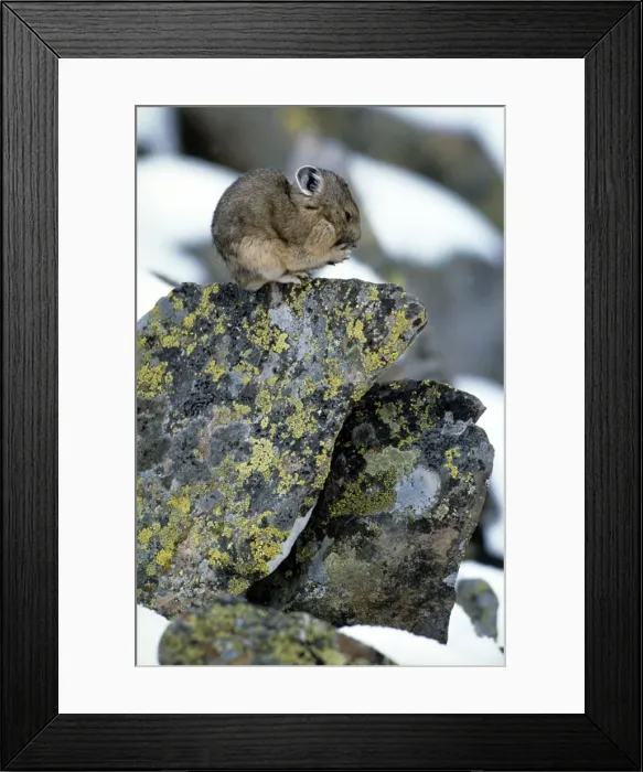 Framed Print : Pika / Cony - Colorado USA Framed Print : Pika / Cony - Colorado USA